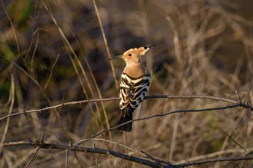 Длинноклювый