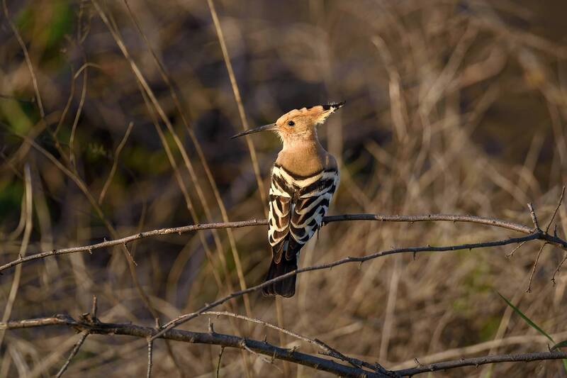 кавказ, кмв, птицы, удод, фауна Длинноклювый фото превью