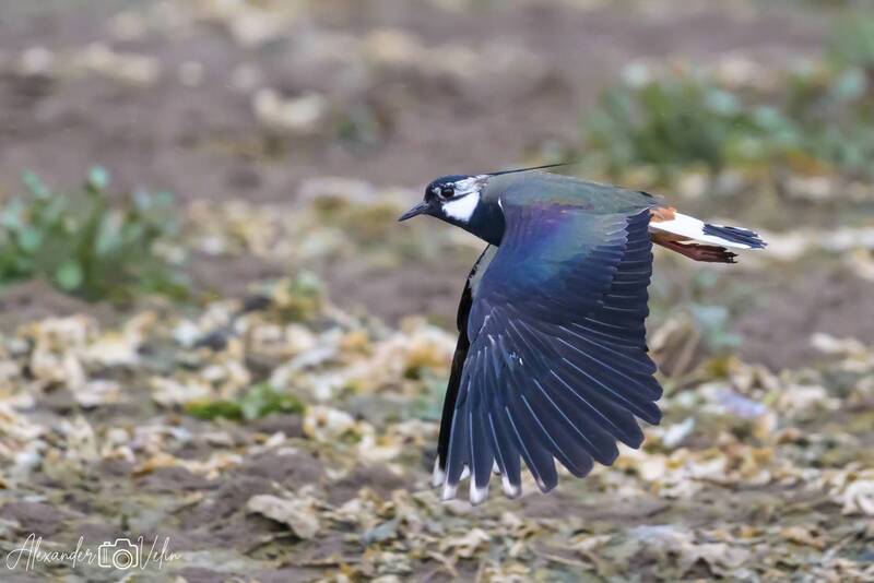 Чибис фото превью