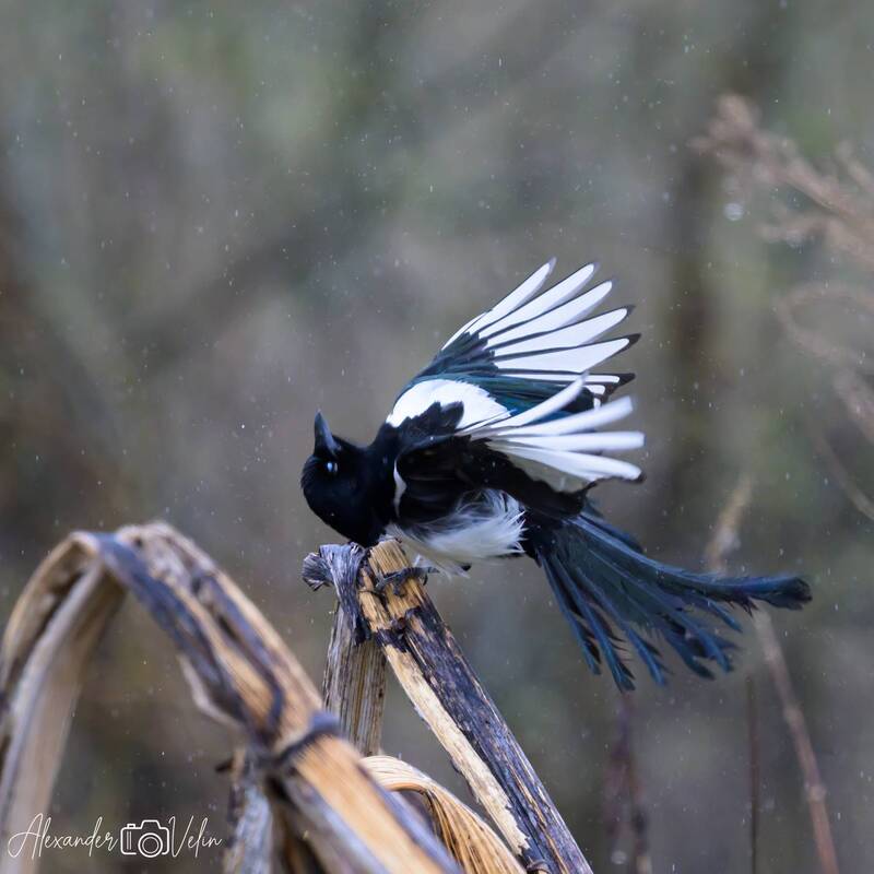 Сорока под дождем фото превью