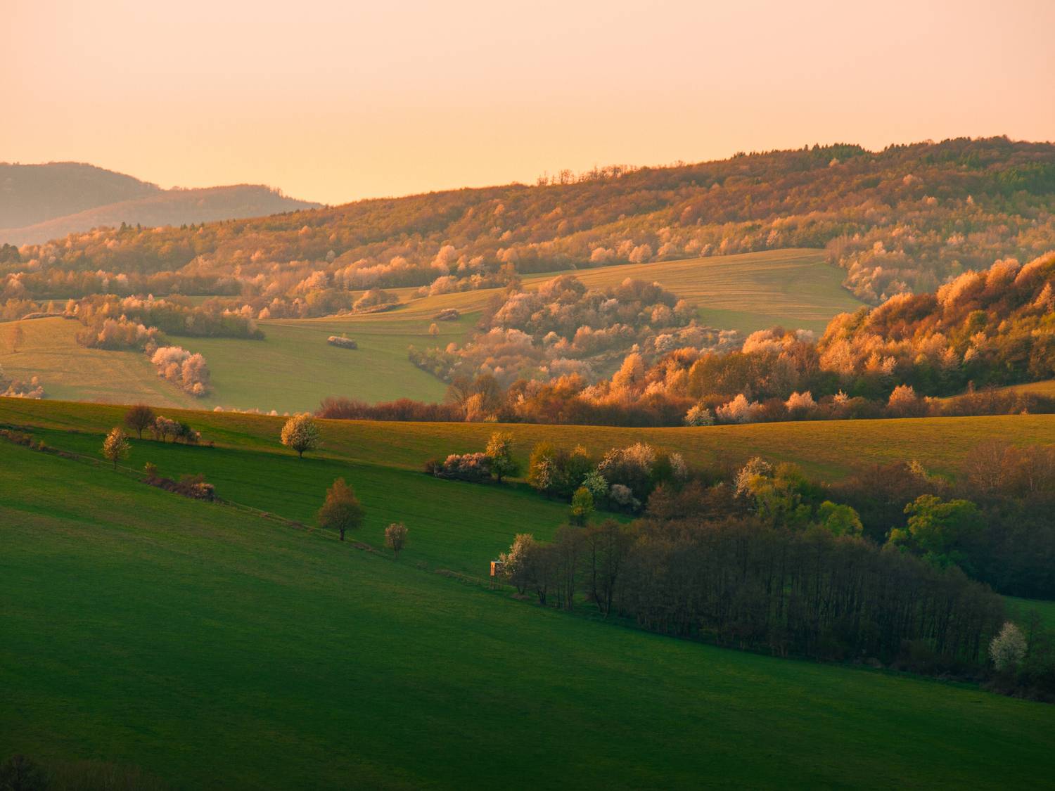 spring, slovakia, meadows, golden, light, golden light, bloom, forest, landscape, Slavom&iacute;r Gajdo&scaron;