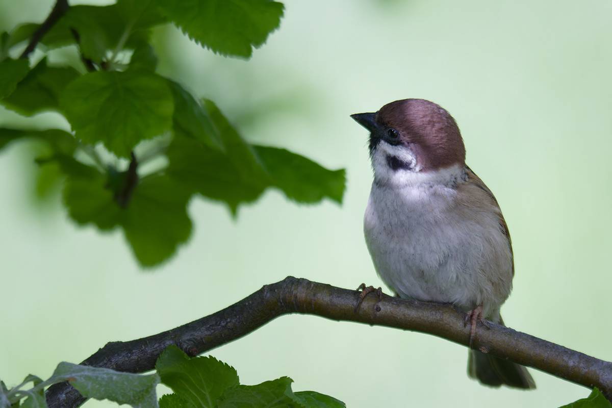птицы, воробей, полевой воробей, passermontanus, Хилько Марина
