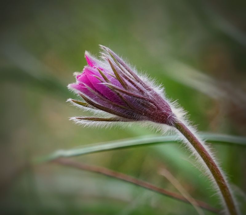 Сон трава в Аптекарском огороде фото превью