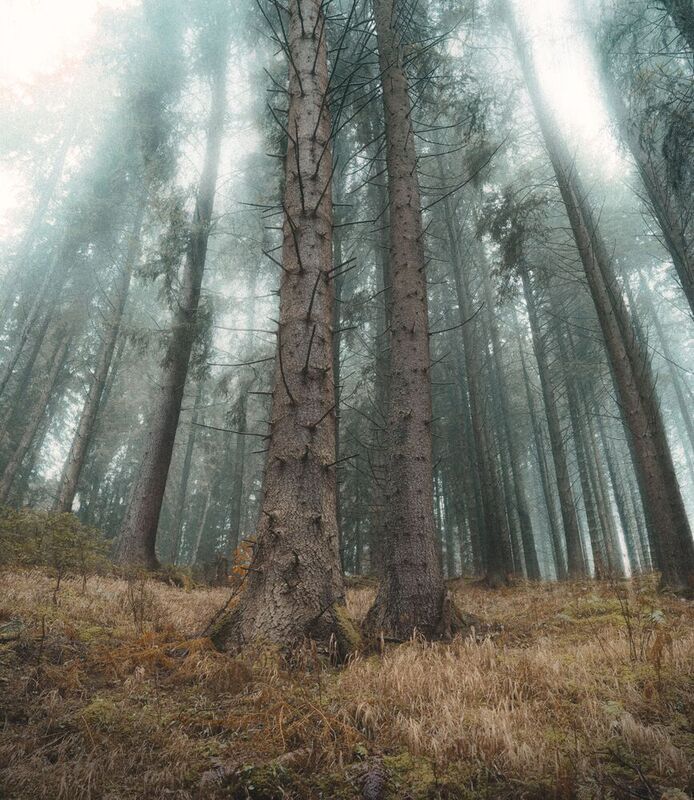 misty forest, foggy landscape, spruce trees, panorama, low angle shot, mysterious, nature, coniferous, woodland, moody, melancholy, vertical, tall trees, no people, scenic. Лесной собор фото превью