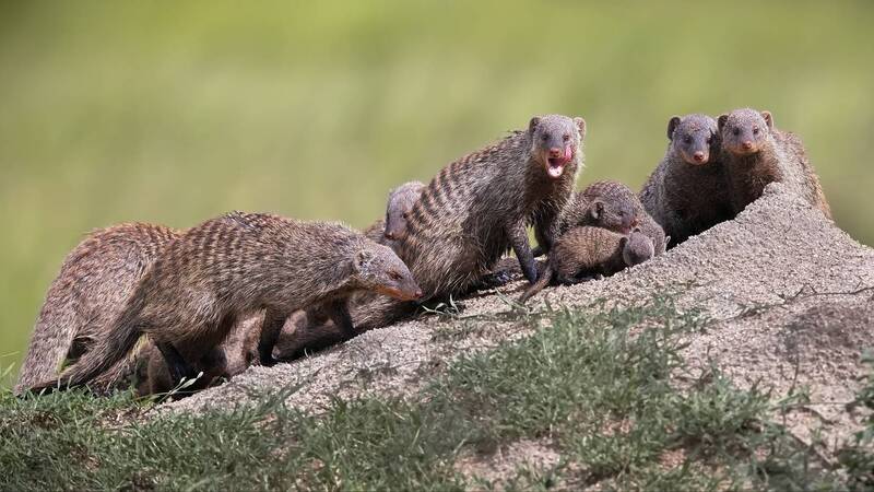 Семейство в сборе фото превью