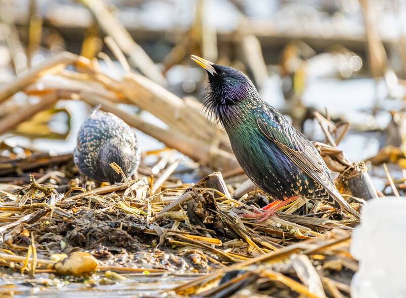 Серенады влюбленного скворца фото превью
