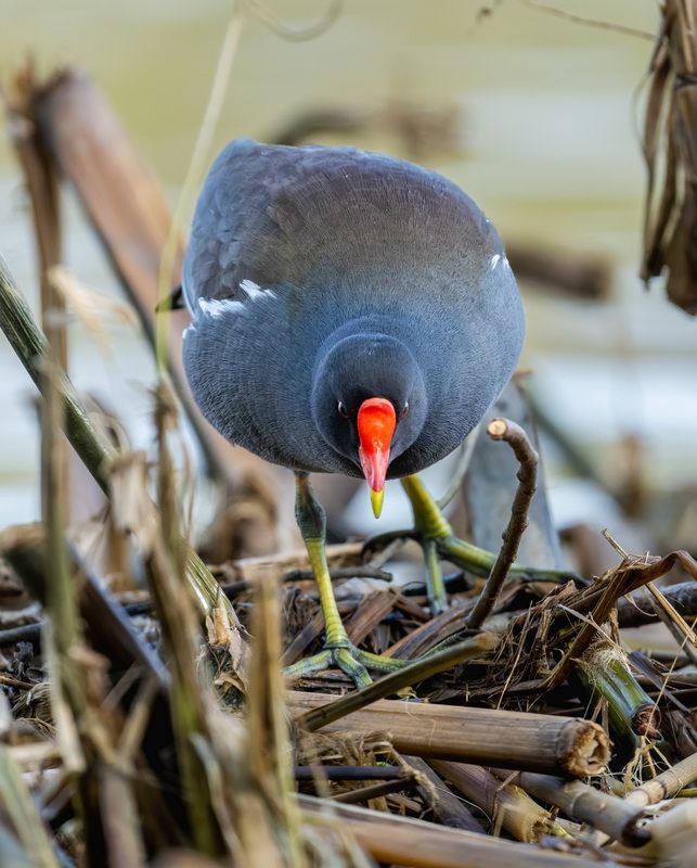 Камышница. Анфас фото превью