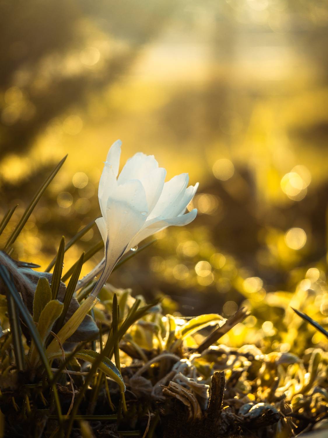 , Сергей Белокуров