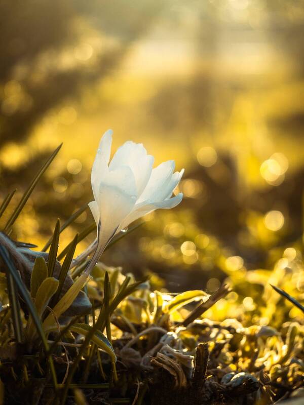 Крокусы в лучах солнца фото превью