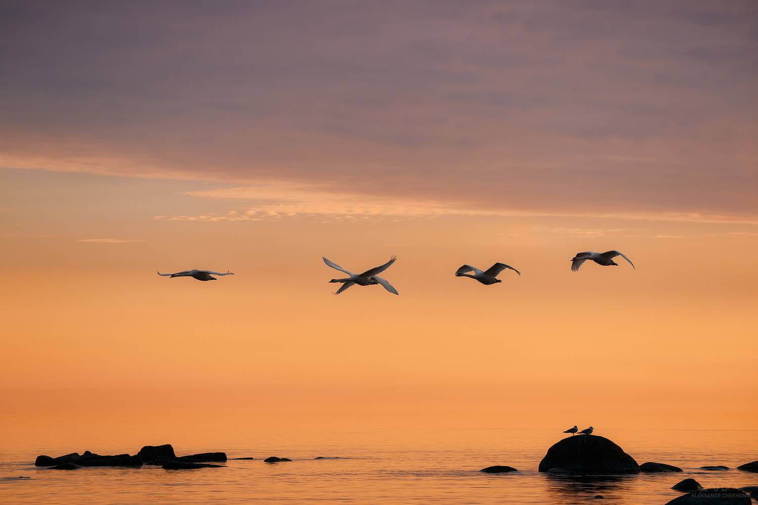 Лебеди, Закат, Финский залив, Чехонин Александр
