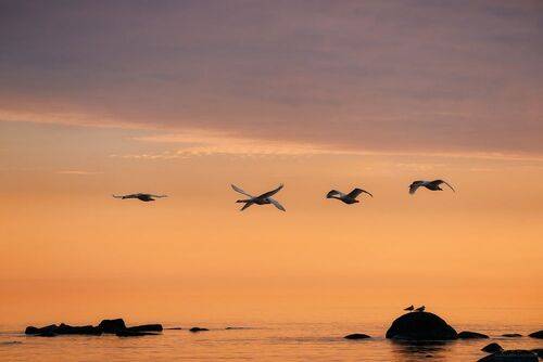 Лебеди на закате