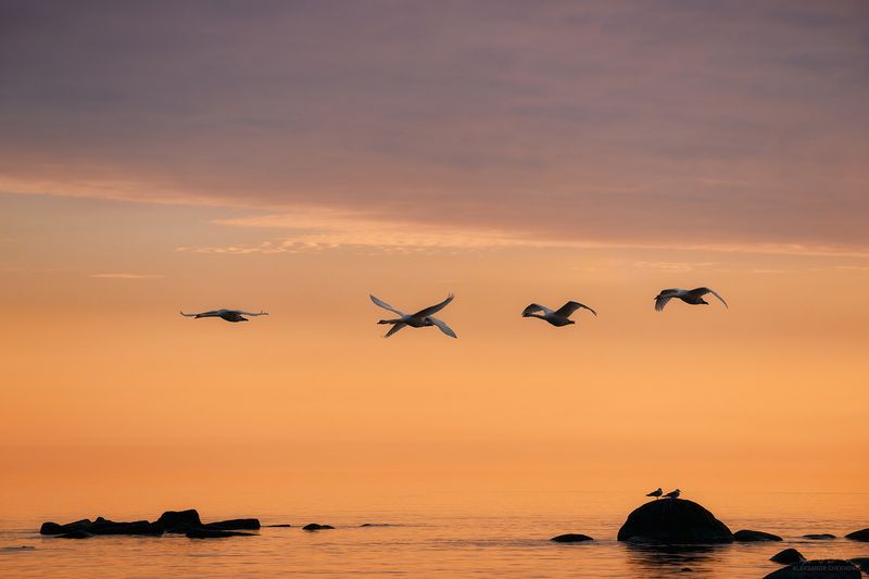 Лебеди, Закат, Финский залив Лебеди на закате фото превью