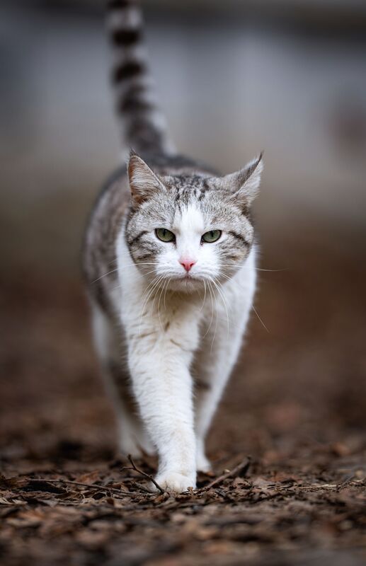 анималистика, животные, котики, стрит, портрет Кото стрит фото превью