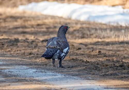 На дорогах .. (4 фото)