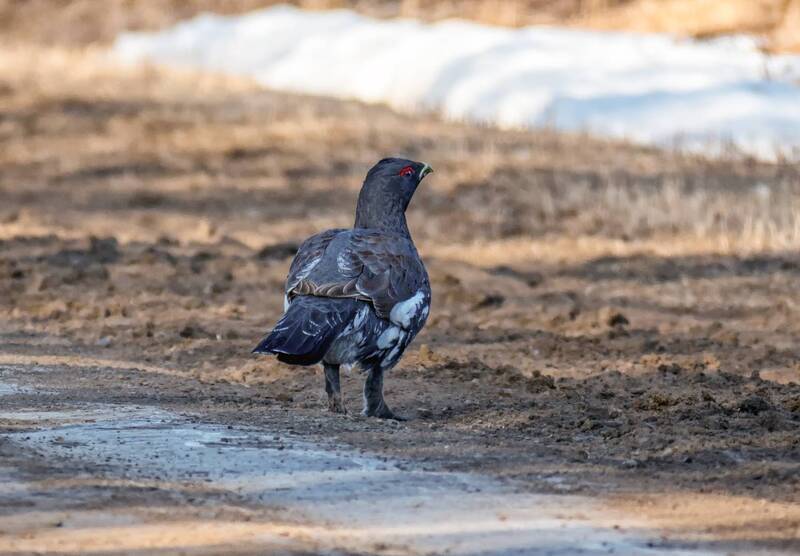 птица, глухари, дорога, седельниково На дорогах .. (4 фото) фото превью