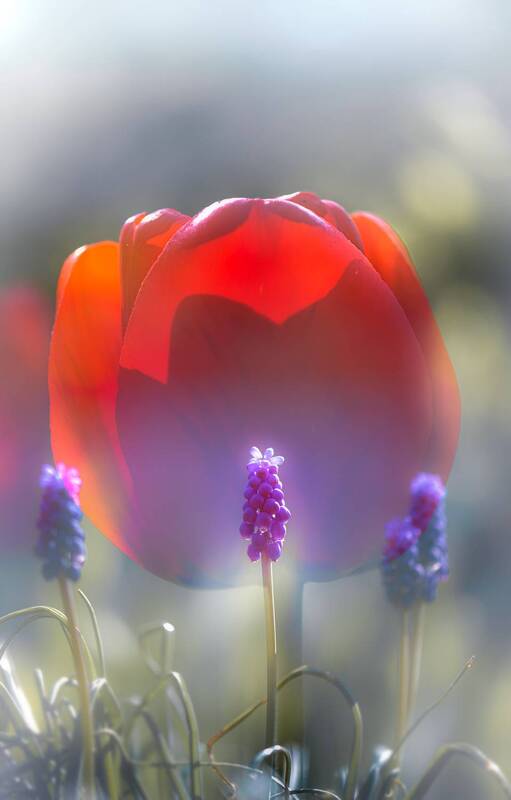 Воздухоплаватель фото превью