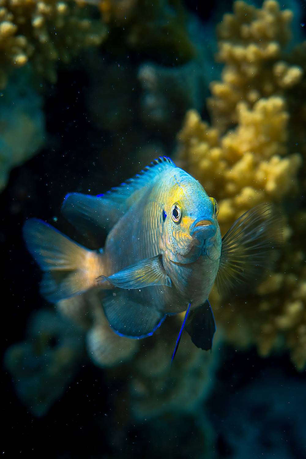 underwater, Aleksandr Solovev