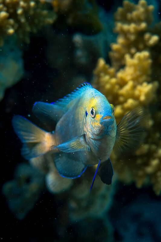 underwater Сфоткай  меня фото превью