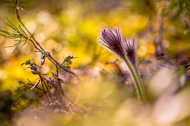 .... фото превью