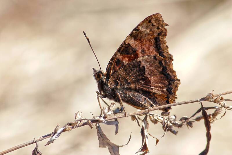 бабочка, многоцветница чёрно-рыжая, многоцветница восточная, nymphalis xanthomelas Многоцветница чёрно-рыжая фото превью