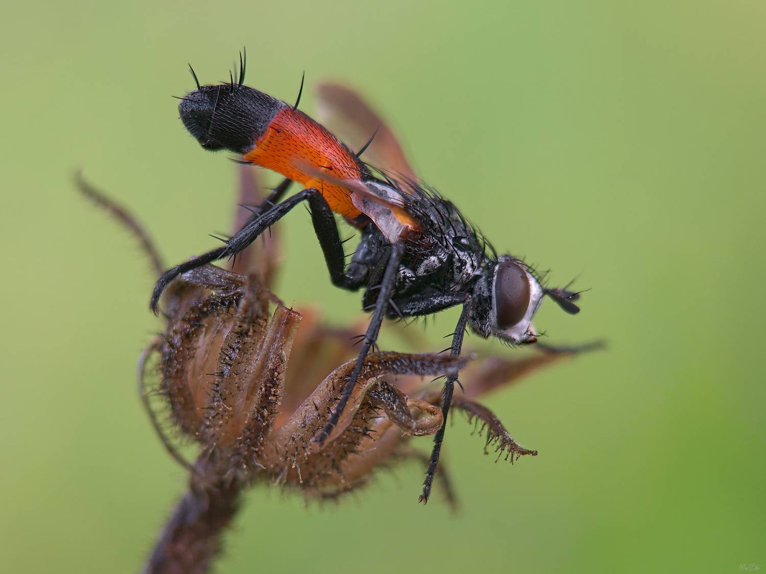 ежемуха, Чи. Анатолий