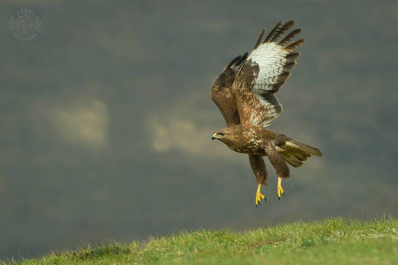 Канюк - Lens and Feathers фото превью