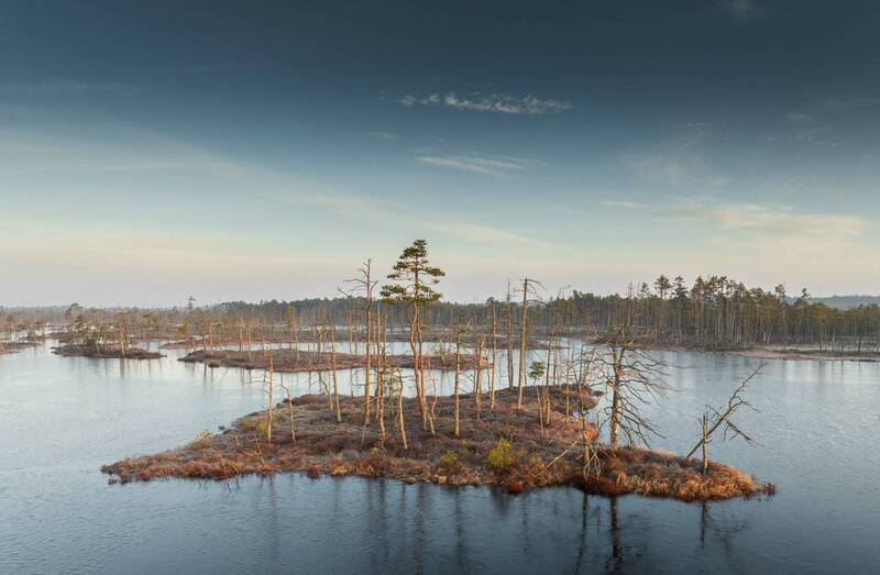 Утро на болоте фото превью