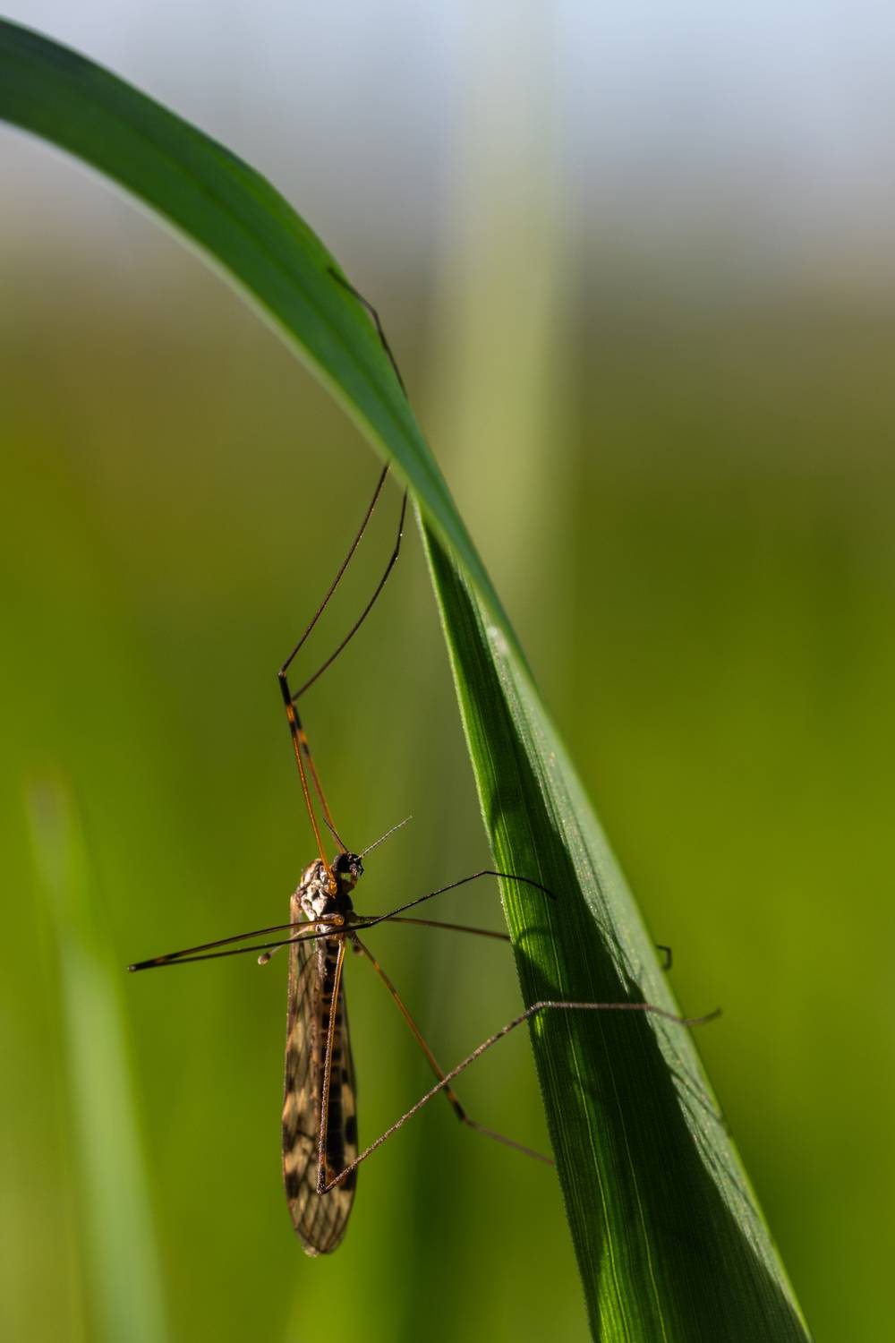 , BESPAMIATNYI Dmitry