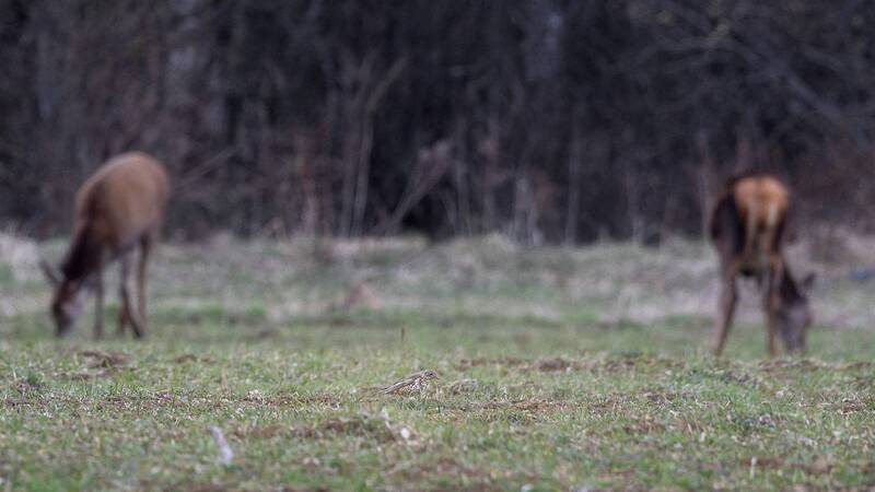 Дрозд певчий фото превью
