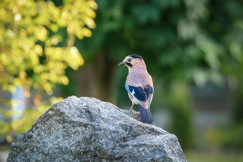 А мог бы стать художником... )))