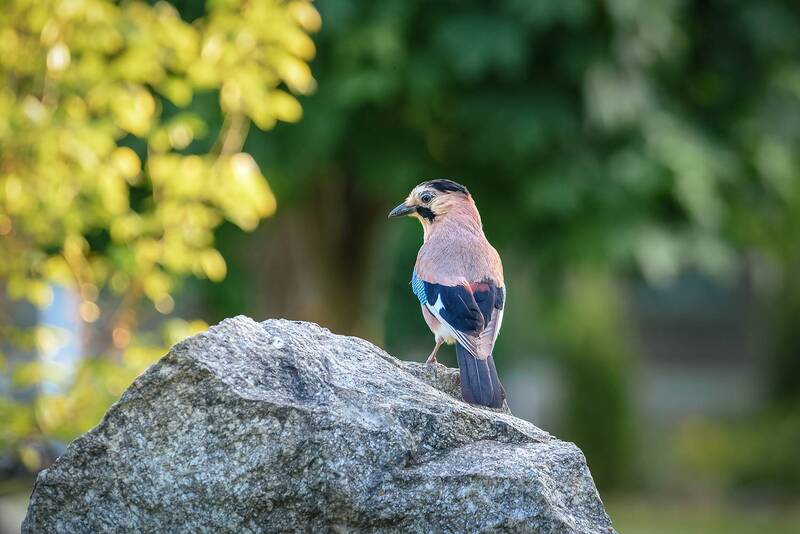 кавказ, кмв, птицы, сойка А мог бы стать художником... ))) фото превью