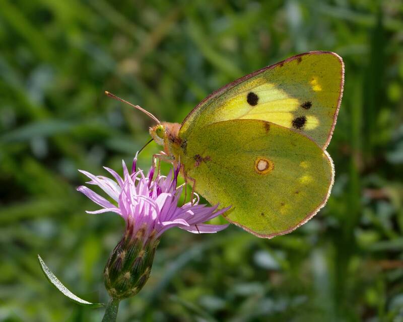 Желтушка фото превью