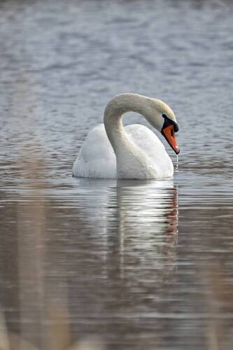 Лебедь-шипун (Cygnus olor)