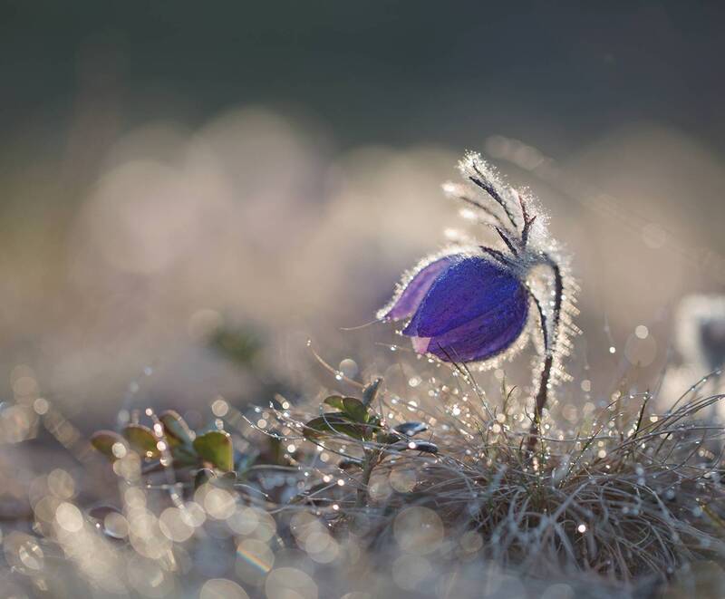 весна, якутия, нерюнгри, сон-трава, прострел, женялевина, евгениялевина, растениялевиной, макро, подснежник Весенний сон... фото превью