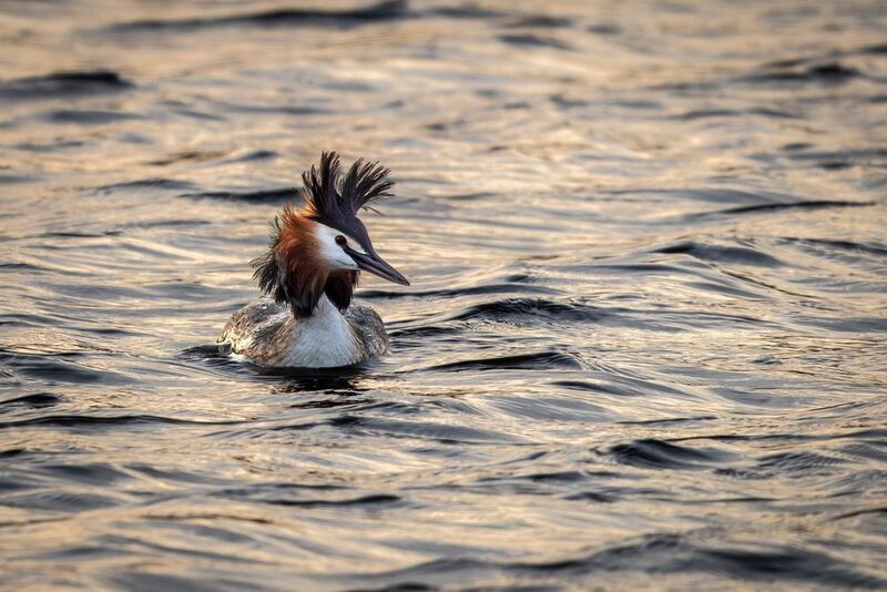 Чомга фото превью