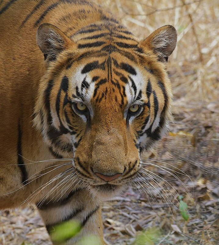 Royal Bengal фото превью