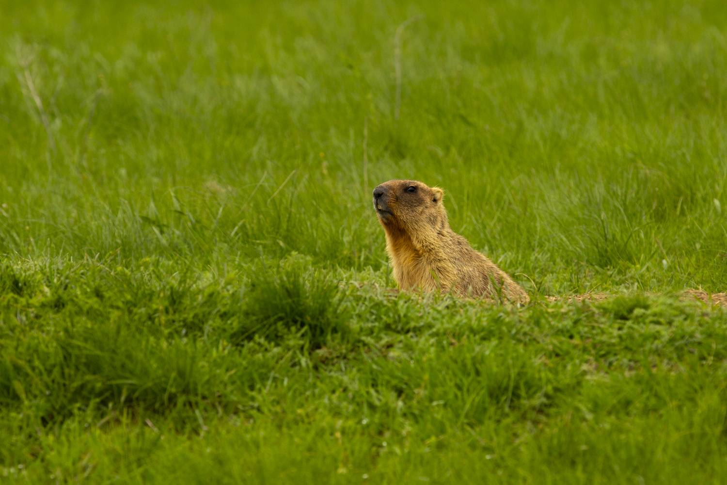 , Валерий Черняк