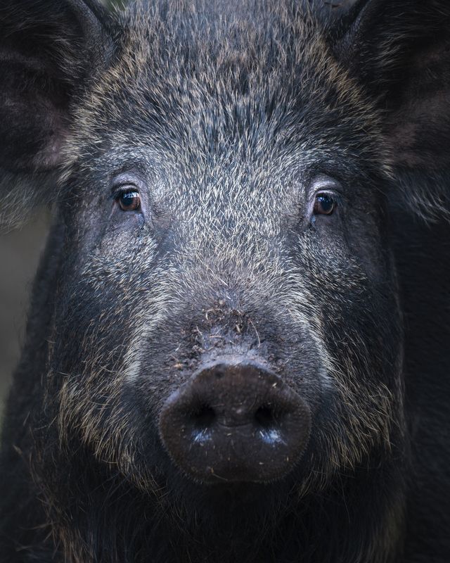 Кабан (Sus scrofa)  фото превью