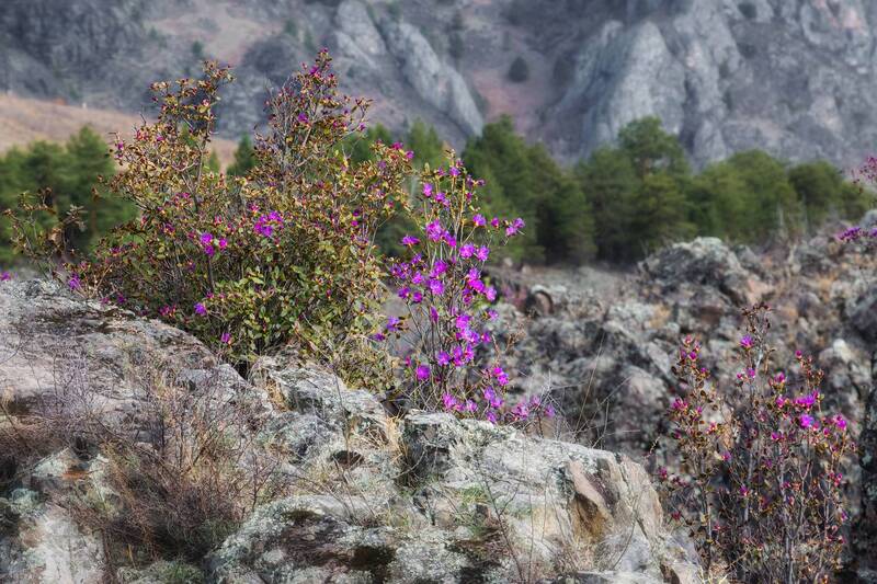 Пробуждение Алтая. фото превью