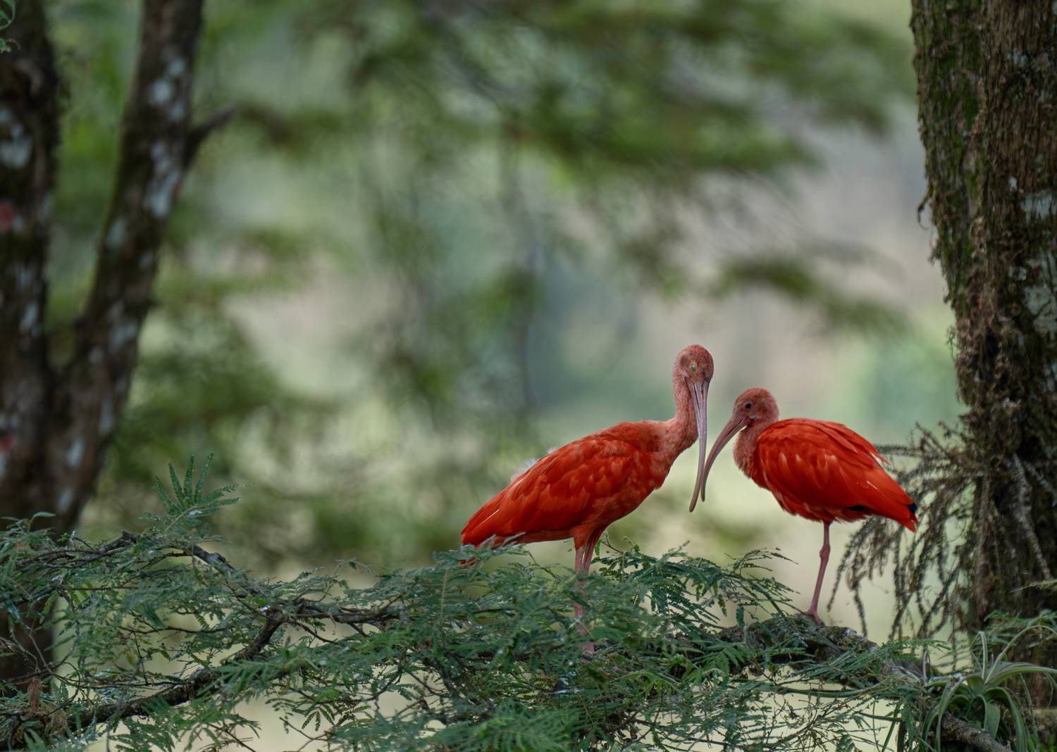 , Владимир Цветов