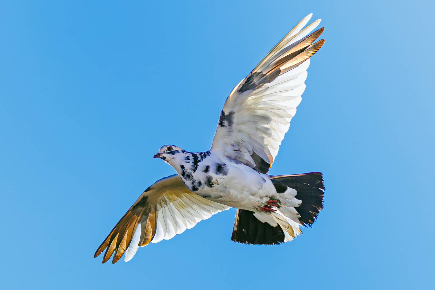 сизый, голубь, Алексей Волков