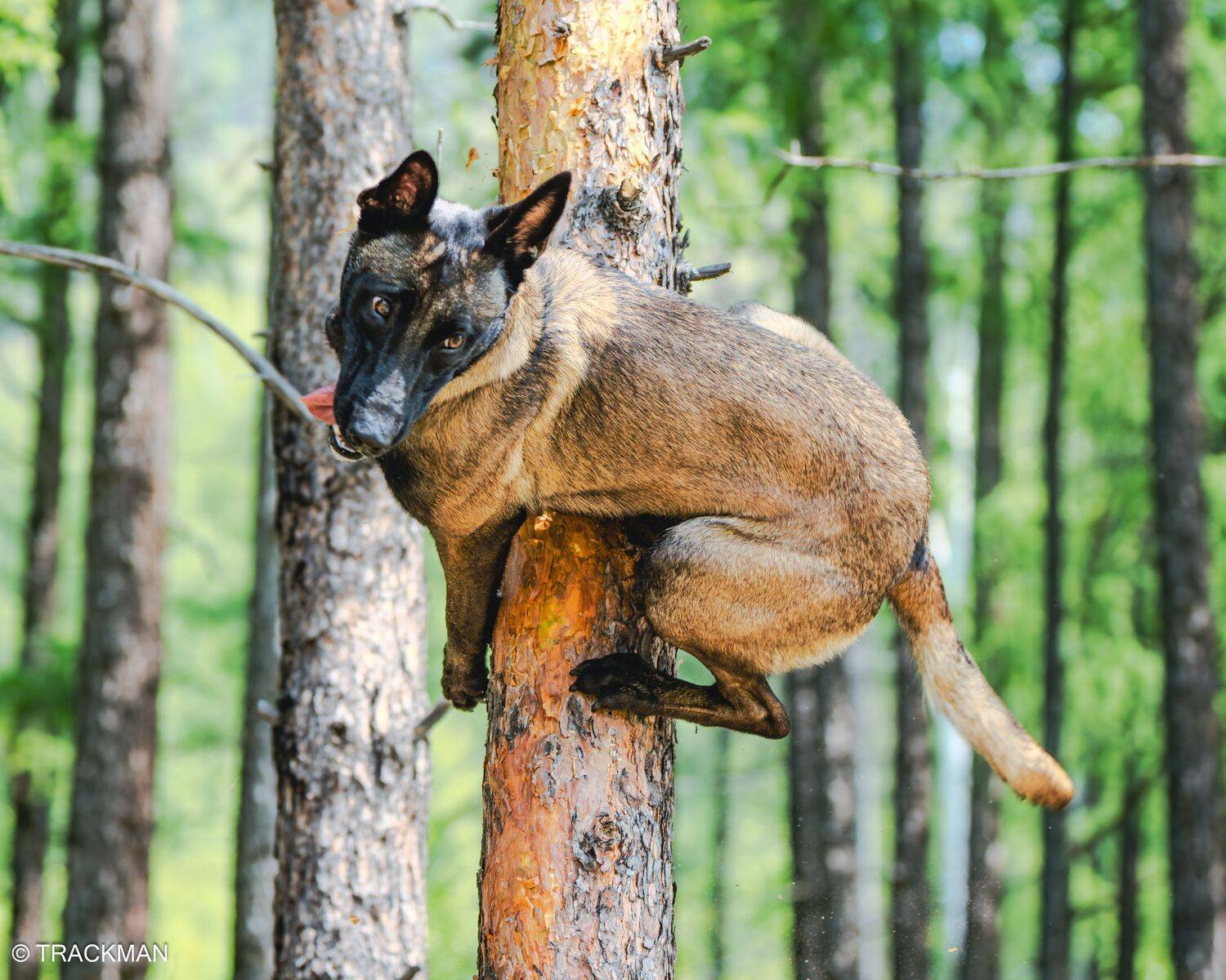 , Сергей Жиркевич