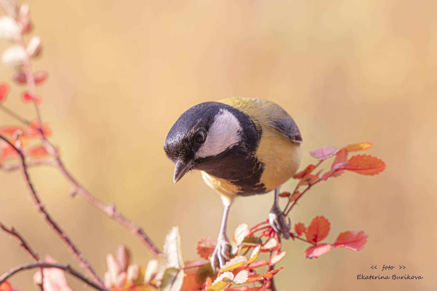 , Бурикова Екатерина