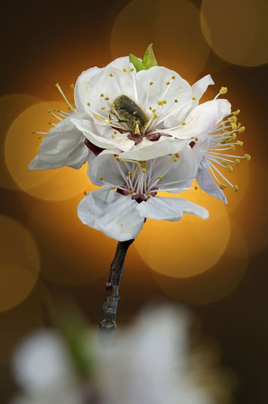 Любитель цветов фото превью