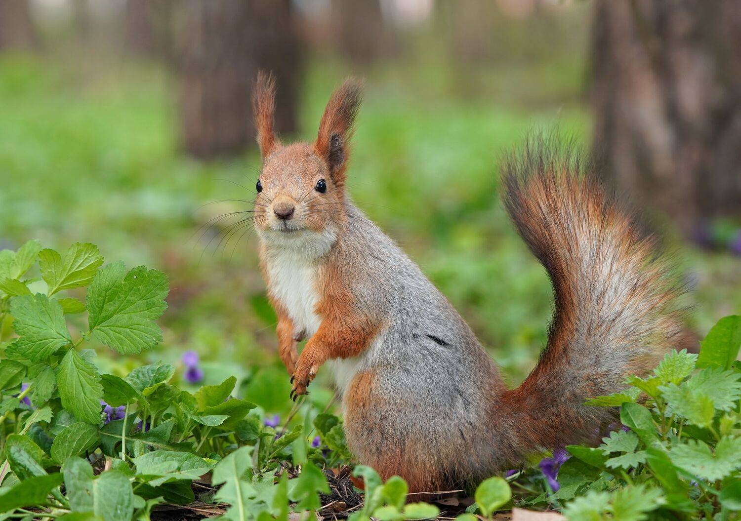 , Чепленко Алексей