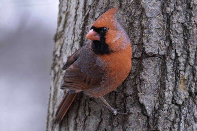 Northern cardinal фото превью