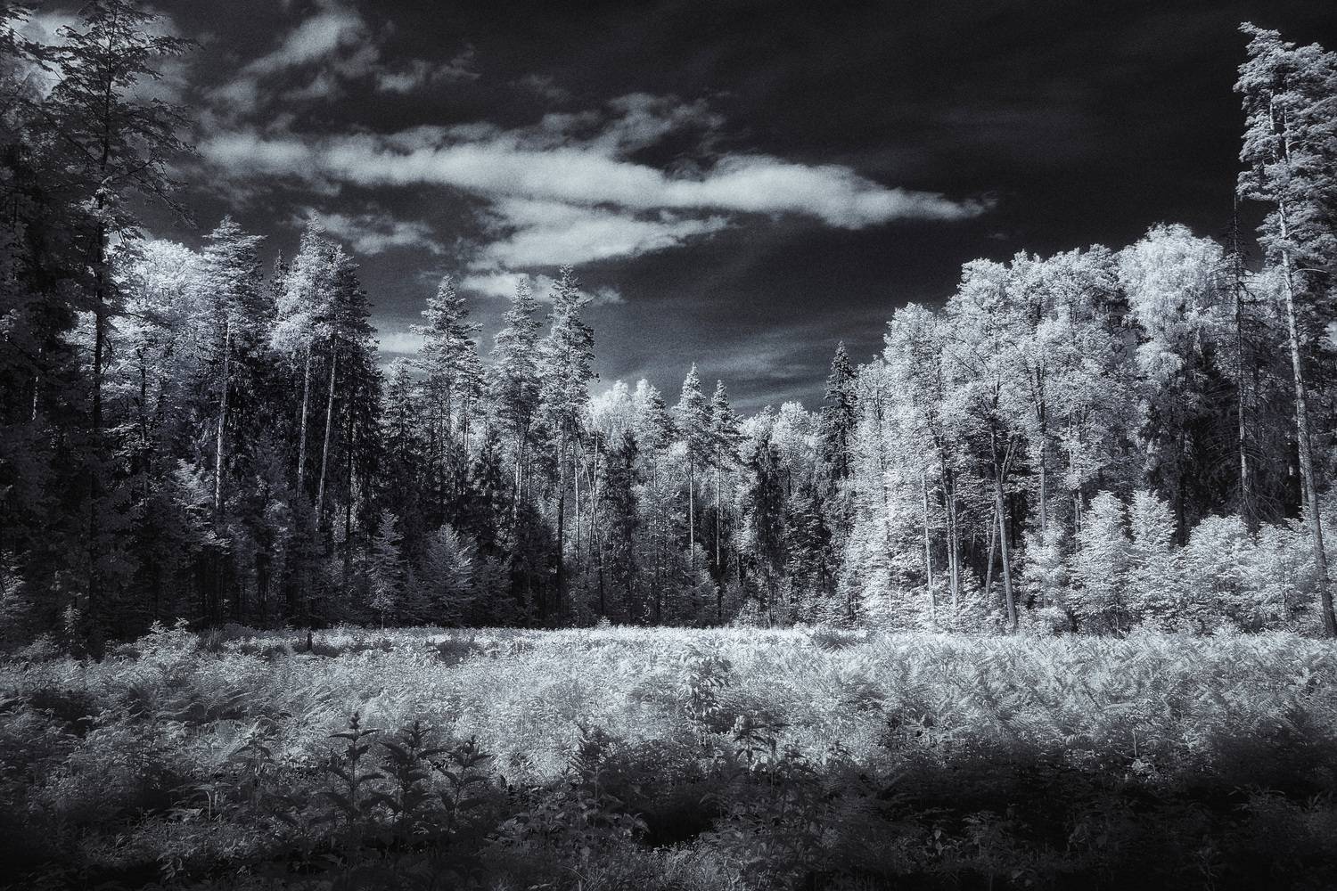 лес, Валерий Вождаев