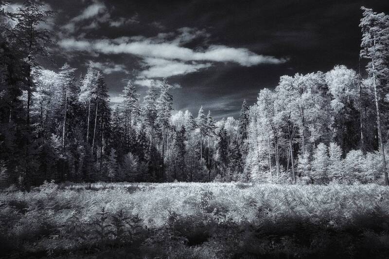 Лес в инфракрасном спектре фото превью
