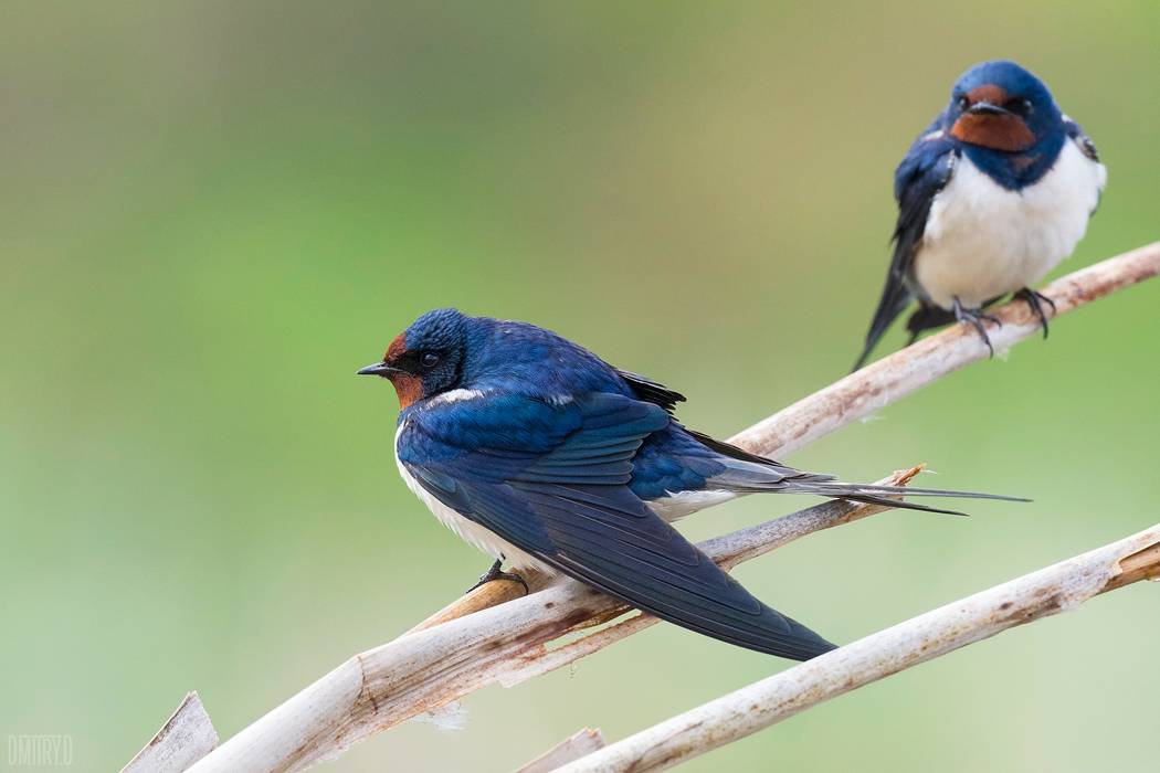 , Дмитрий Доронин