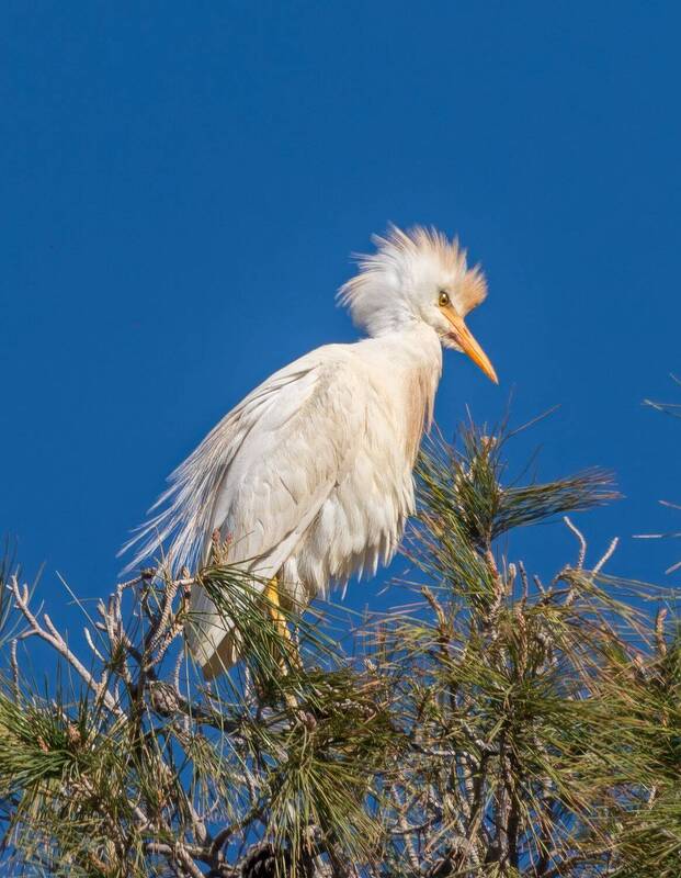 Из жизни египетских цапель фото превью